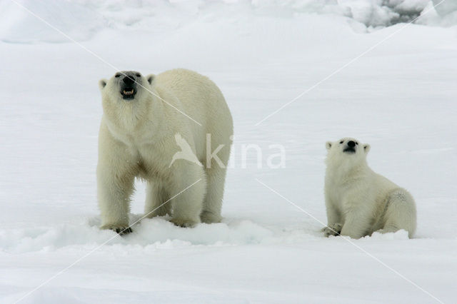 IJsbeer (Ursus maritimus)