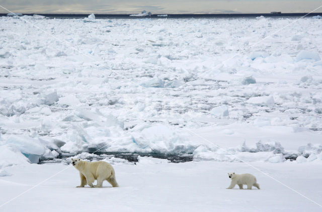 IJsbeer (Ursus maritimus)