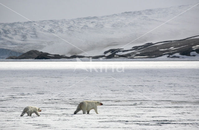 IJsbeer (Ursus maritimus)