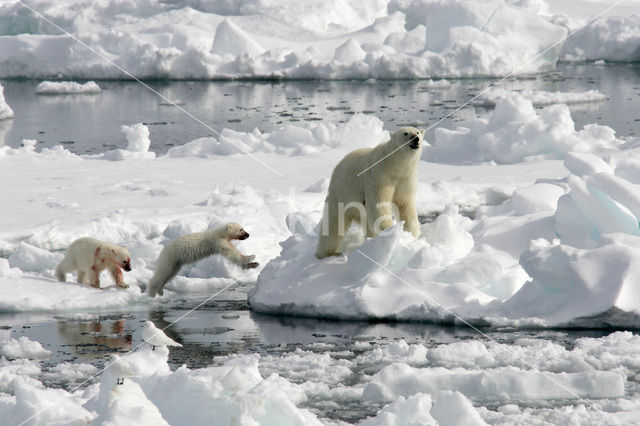 IJsbeer (Ursus maritimus)