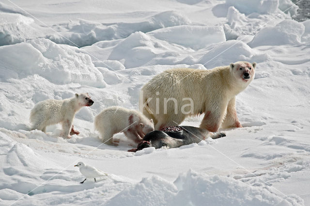 IJsbeer (Ursus maritimus)