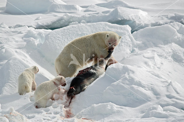 IJsbeer (Ursus maritimus)