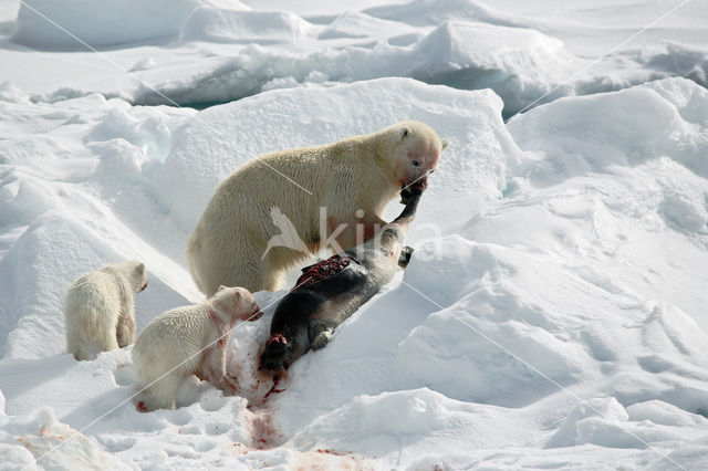 IJsbeer (Ursus maritimus)