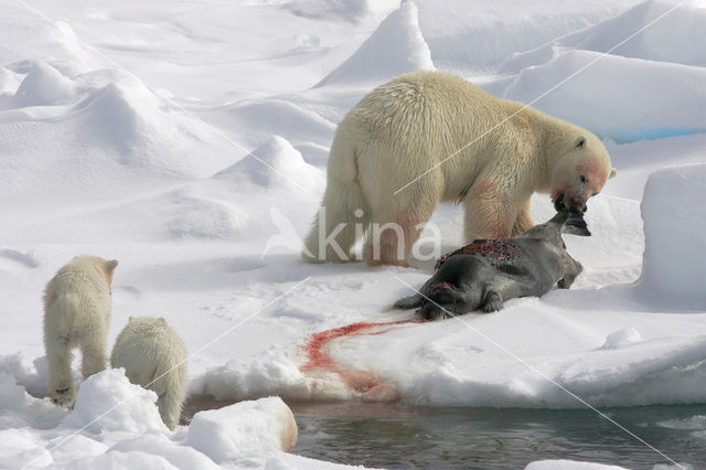 IJsbeer (Ursus maritimus)