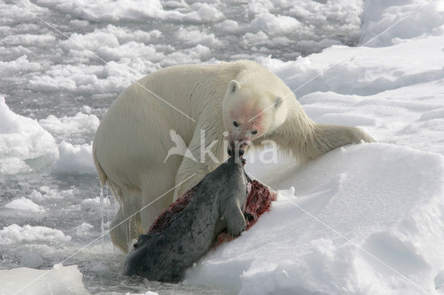 IJsbeer (Ursus maritimus)