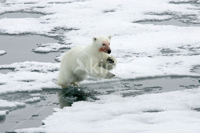 IJsbeer (Ursus maritimus)