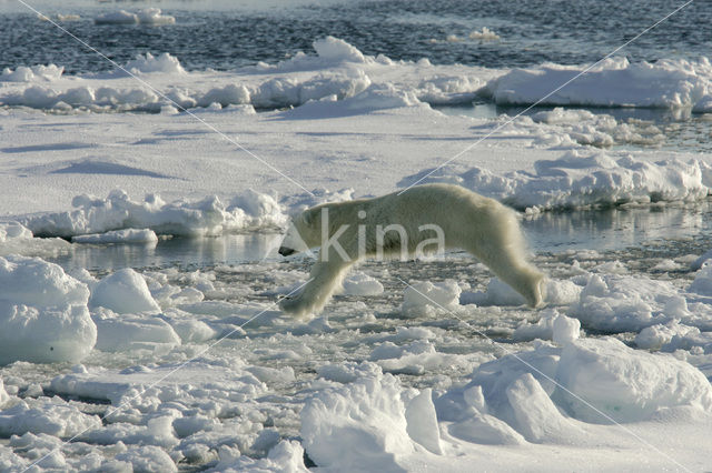 IJsbeer (Ursus maritimus)