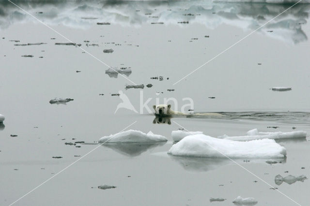 IJsbeer (Ursus maritimus)