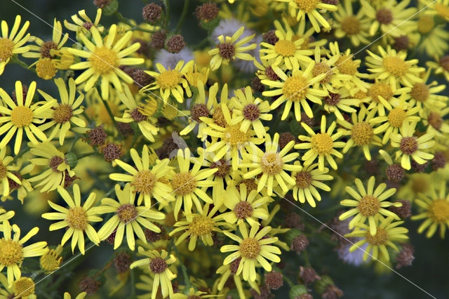 Jacobskruiskruid (Jacobaea vulgaris)