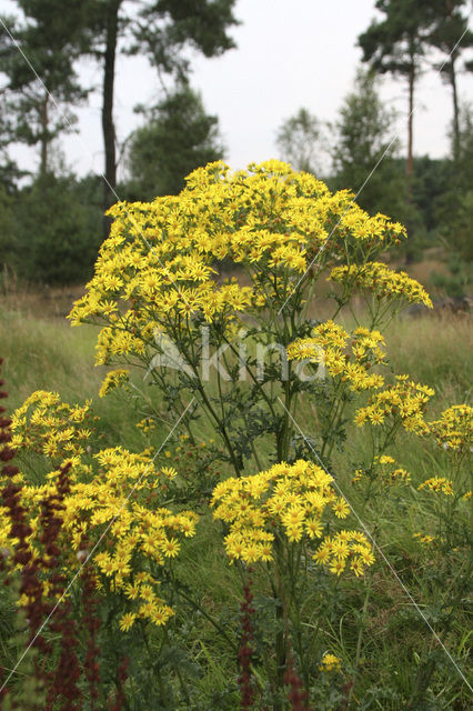 Jacobskruiskruid (Jacobaea vulgaris)