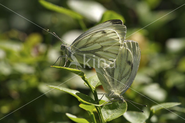 Klein geaderd witje (Pieris napi)