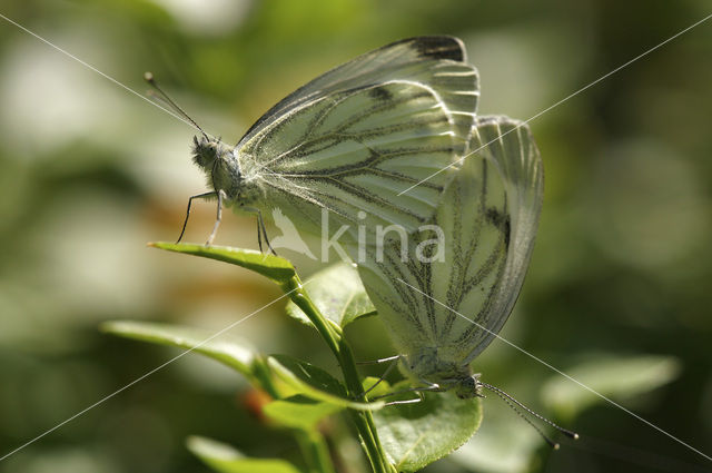 Klein geaderd witje (Pieris napi)