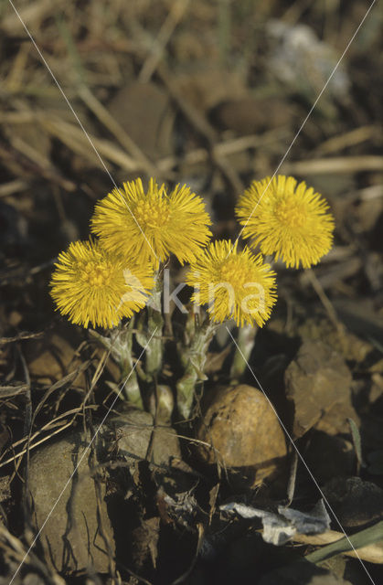 Klein hoefblad (Tussilago farfara)