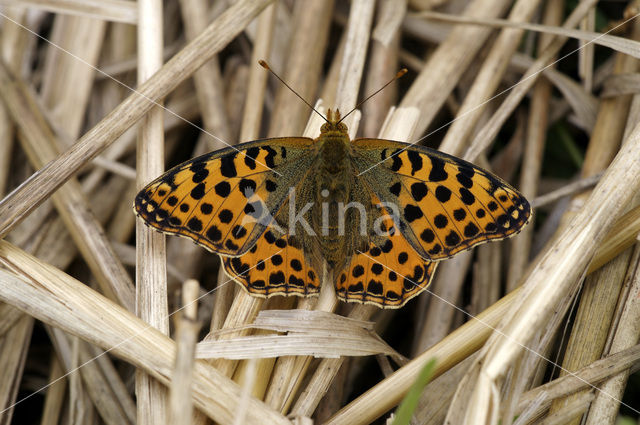 Kleine parelmoervlinder (Issoria lathonia)