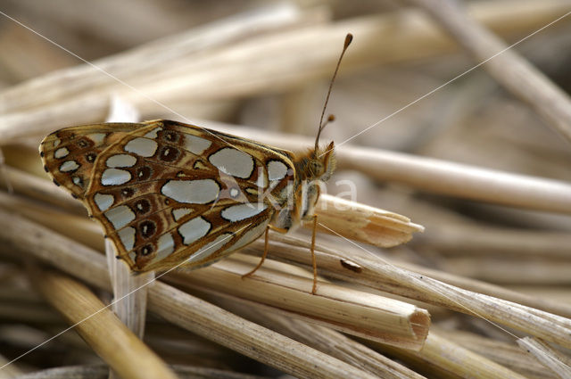 Kleine parelmoervlinder (Issoria lathonia)