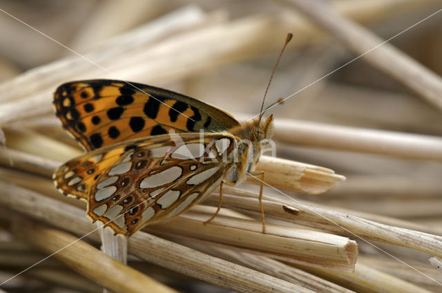 Kleine parelmoervlinder (Issoria lathonia)