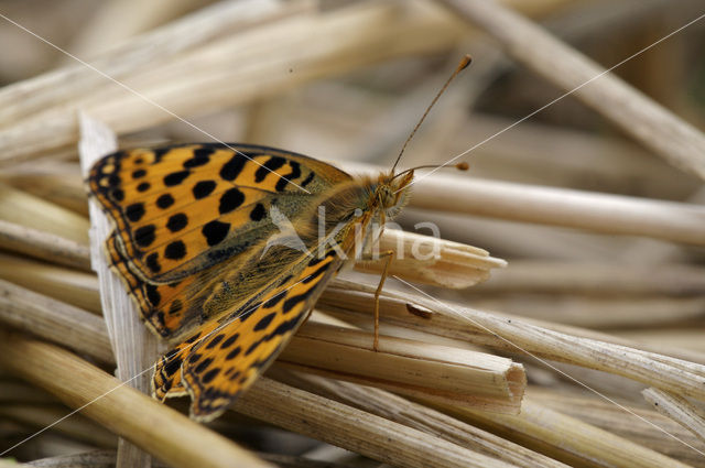 Kleine parelmoervlinder (Issoria lathonia)