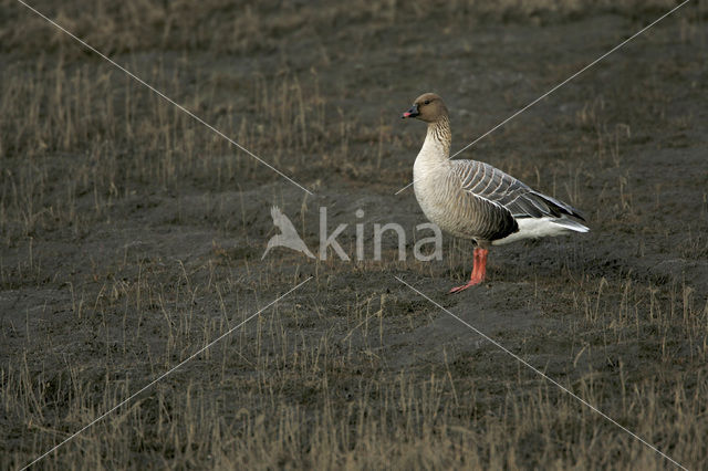 Kleine Rietgans (Anser brachyrhynchus)