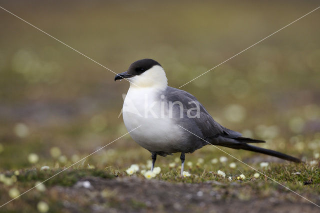 Kleinste Jager (Stercorarius longicaudus)