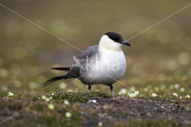 Kleinste Jager (Stercorarius longicaudus)