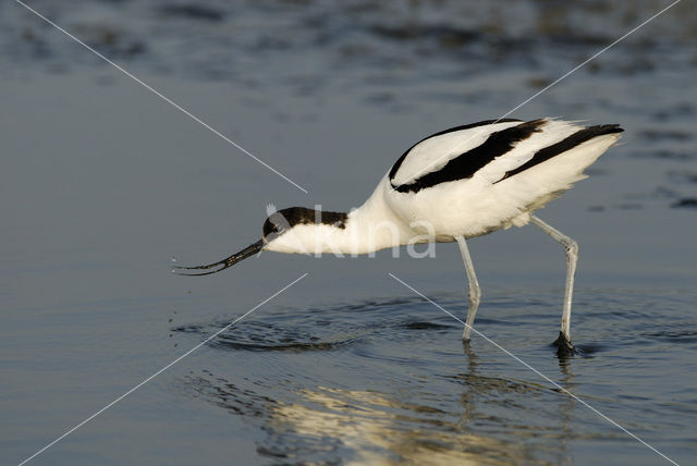 Pied Avocet (Recurvirostra avosetta)