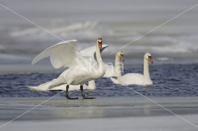 Knobbelzwaan (Cygnus olor)