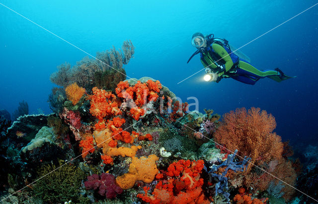 Komodo National Park