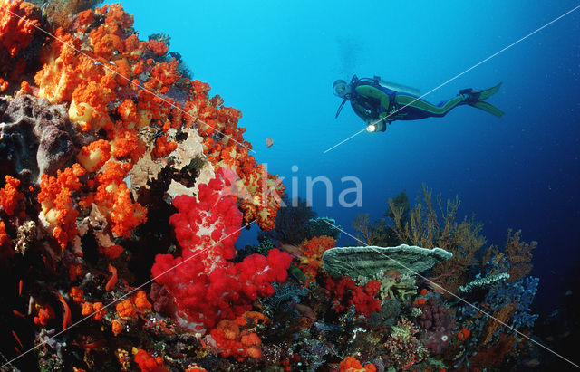 Komodo National Park