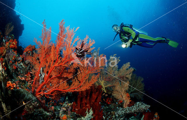 Komodo National Park