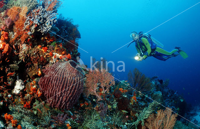 Komodo National Park