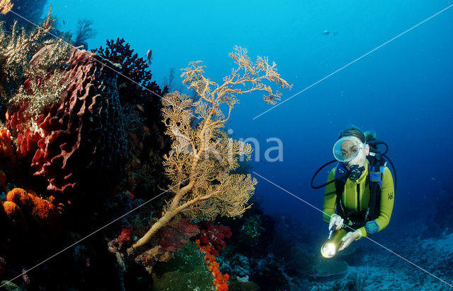 Komodo National Park