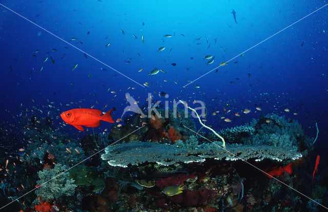 Komodo National Park