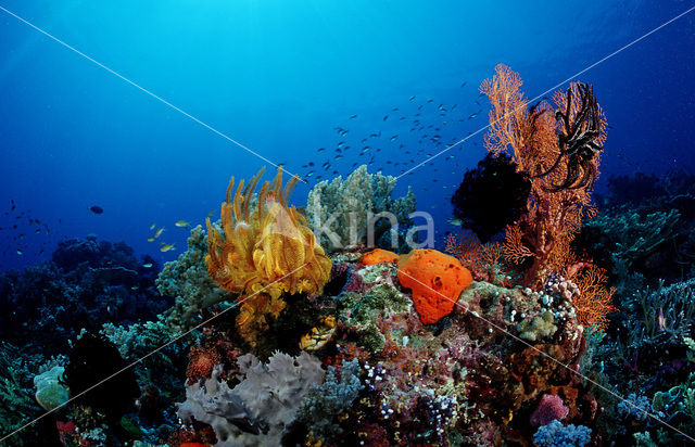 Komodo National Park