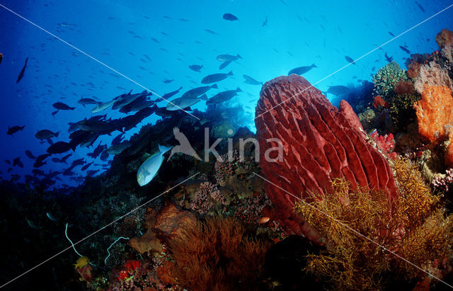 Komodo National Park