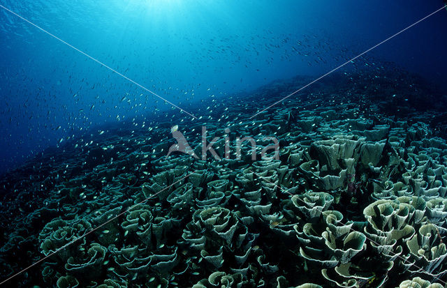 Komodo National Park