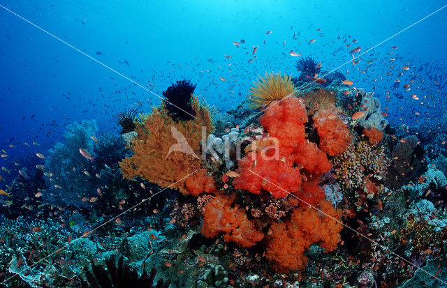 Komodo National Park