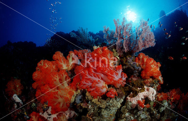 Komodo National Park