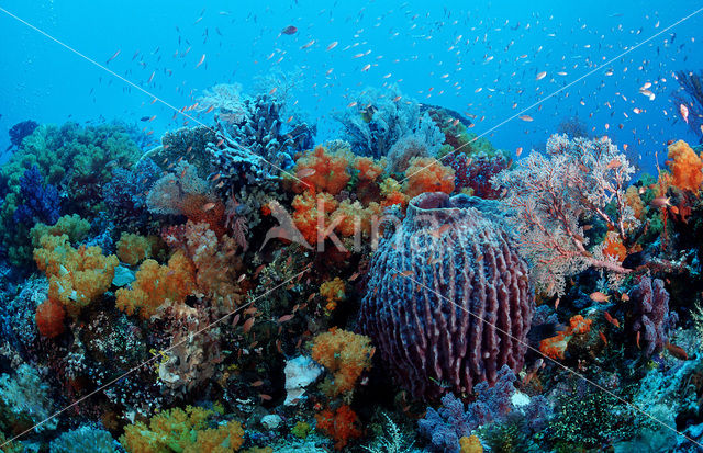 Komodo National Park