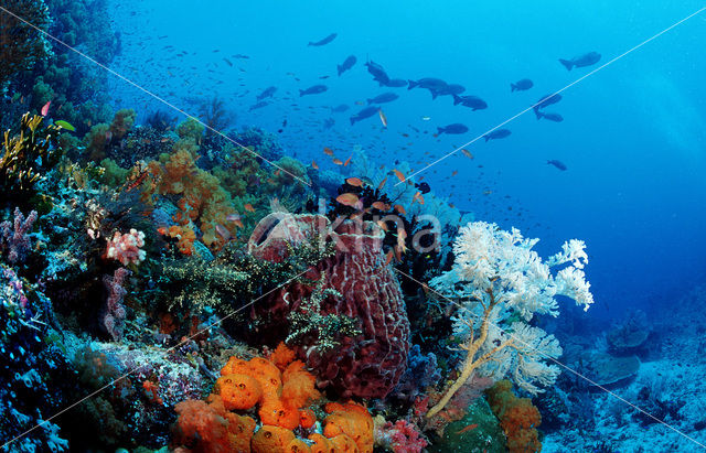 Komodo National Park