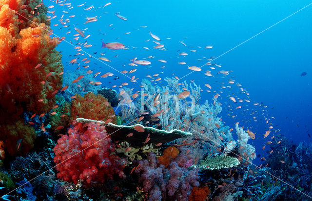 Komodo National Park