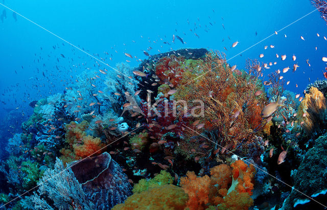 Komodo National Park