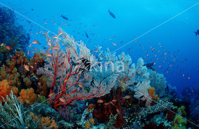 Komodo National Park