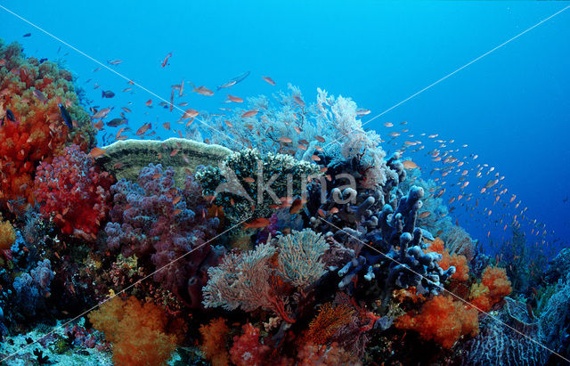 Komodo National Park