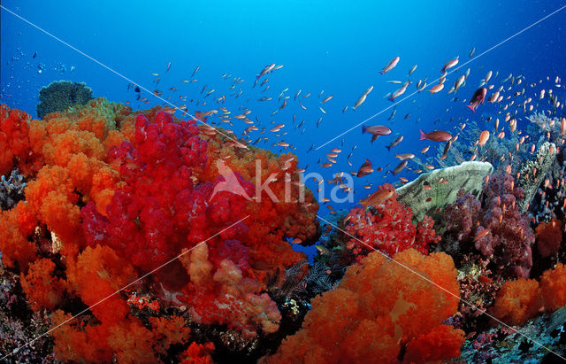 Komodo National Park