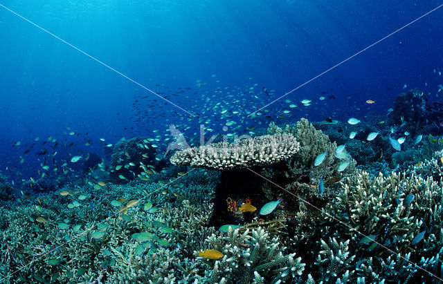 Komodo National Park