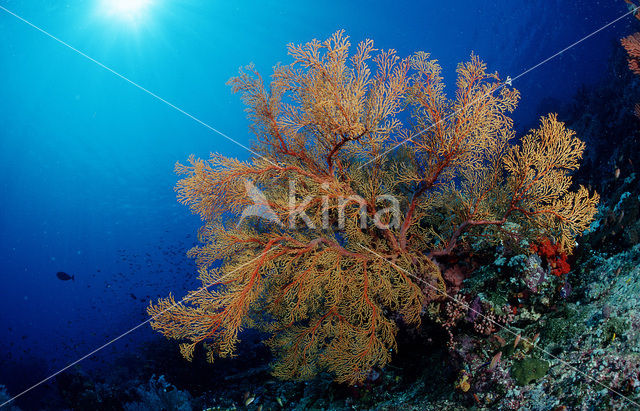 Komodo National Park