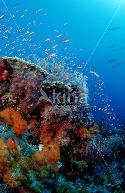 Komodo National Park