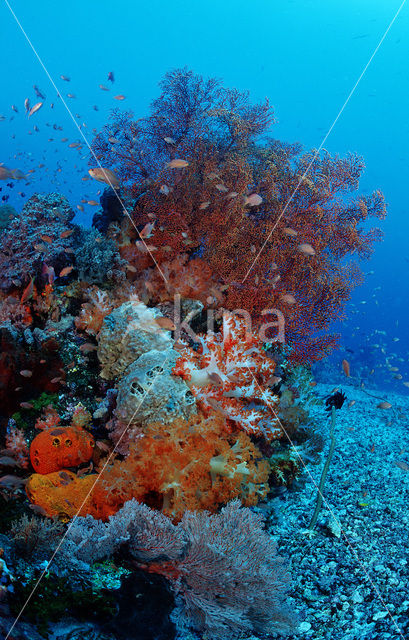 Komodo National Park