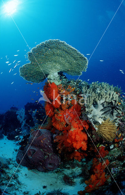 Komodo National Park