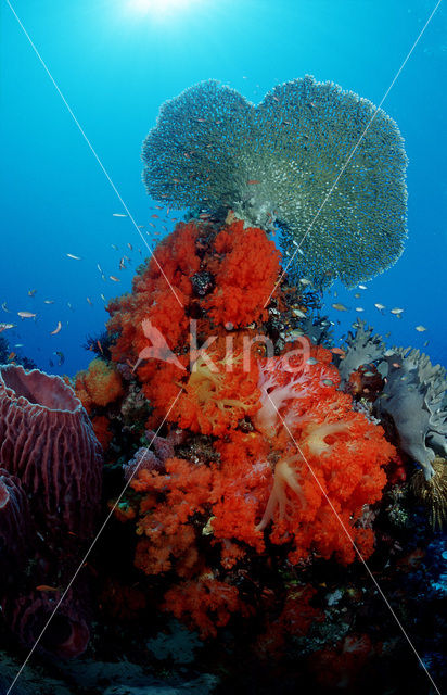 Komodo National Park